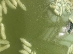 -海陆丰明凤擂茶