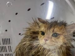 -车接车送·寄养洗护·德文猫舍(大宁店)