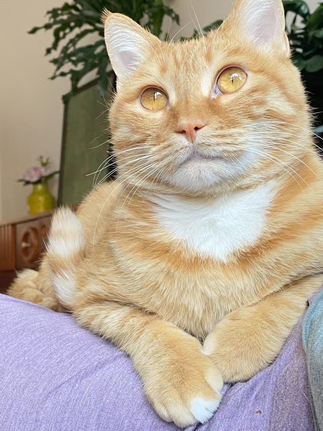 猫主子这表情耐人寻味!