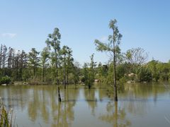 -上海长兴岛郊野公园