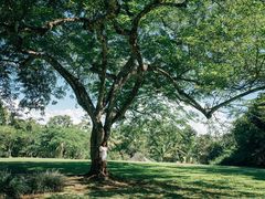 -中国科学院西双版纳热带植物园