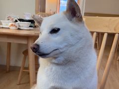 -柴の食堂·日式家庭料理·熊之肆(大学路店)
