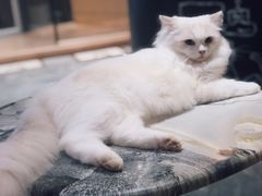 -瞄一喵猫咖(格力海岸店)