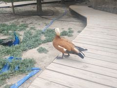 -新疆天山野生动物园