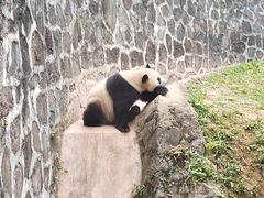 -都江堰中华大熊猫苑
