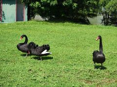 -福建鲤鱼洲酒店