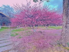 -秀丽东方