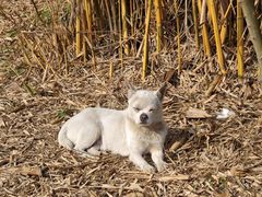 -白鹭湾湿地公园