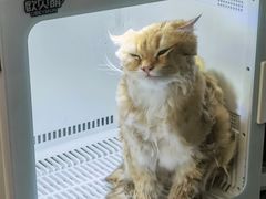 -山宅一喵德文卷毛猫舍
