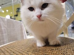 -吉丁鸟咖·异宠·寄养