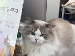 -四月宠物医院·猫专科·心脏专科·内科(转塘店)
