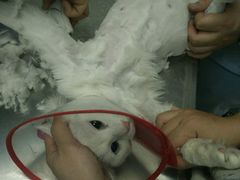 -康乐宝动物医院