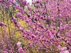 -鹫峰国家森林公园