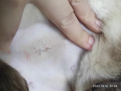 -派特宠物医院(圆融广场店)