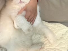 -瑞派福兴宠物医院犬猫全科·骨科·中西医结合(河东店)