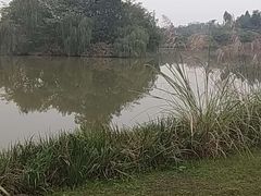 -白鹭湾湿地公园