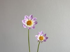 -亭亭鲜花店(中山北路店)