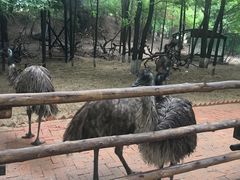 -大鹅岛绿色生态美食园
