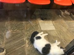 -猫咪博物馆(顶澳仔猫街店)