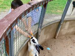 -前小桔亲子创意农场·草莓采摘·露营烧烤