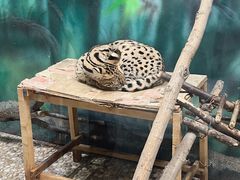 -齐齐哈尔龙沙动植物园
