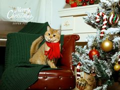 -超宠爱宠物摄影-Super pet