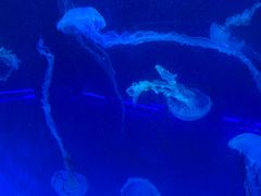 -海合安武汉极地海洋公园