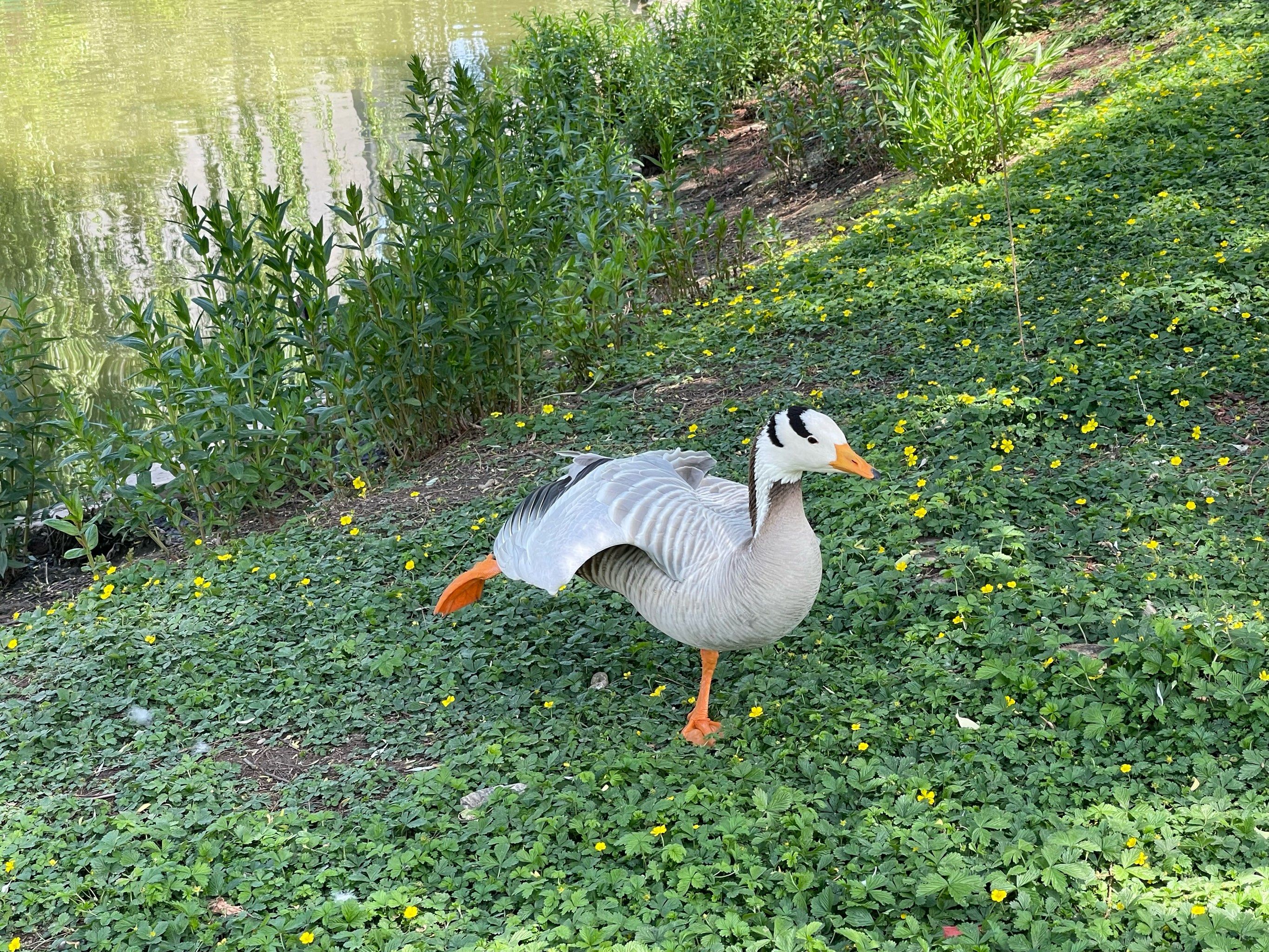金鸭独立……园林博物馆