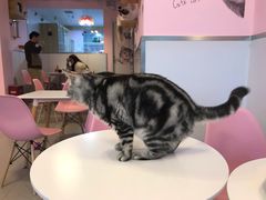 -三花喵·撸猫购宠·宠物生活馆(虹桥南丰城店)