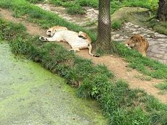-西霞口神雕山野生动物世界