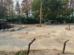 -上海野生动物园老虎餐厅