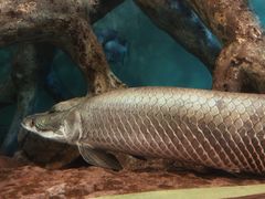 -上海海洋水族馆