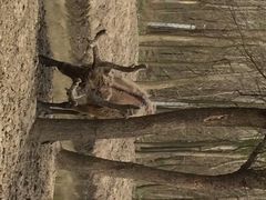 iphone_upload_pic-溱湖国家湿地公园