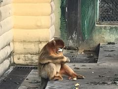 -西安秦岭野生动物园