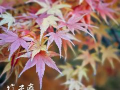 -竹子庵公园