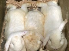 -上海大自然野生昆虫馆(东方明珠·爬宠昆虫探索中心)