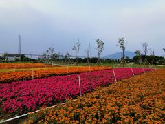 -芒洲湿地公园