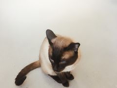 -飞行喵MR PILOT|猫舍·猫咖(静安大融城店)