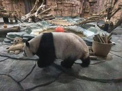 -泉州海丝野生动物世界