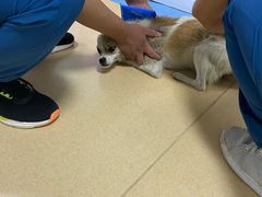 -小叮当动物医院·骨科·眼科