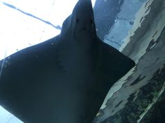 -悉尼海洋生物水族馆