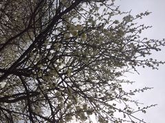 iphone_upload_pic-香雪海