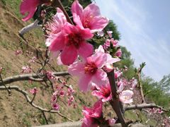 -永定河休闲森林公园