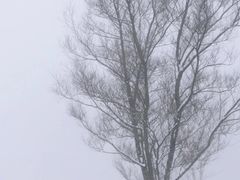 -武陵山森林公园