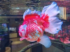 -青石桥花鸟鱼虫市场(叠翠城店)