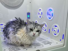-爱洗澡的猫(望京店)
