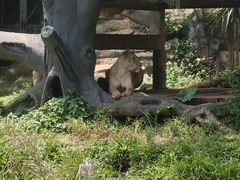 -海南热带野生动植物园