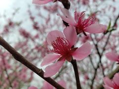 -秀丽东方