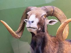 -国家自然博物馆