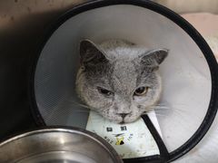 -乐琪宠物医院·犬猫专科·骨外科·急重症
